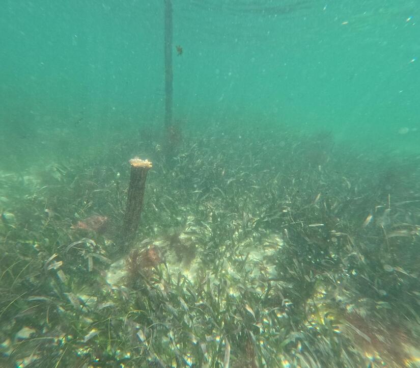 INPESCA 7 (1)