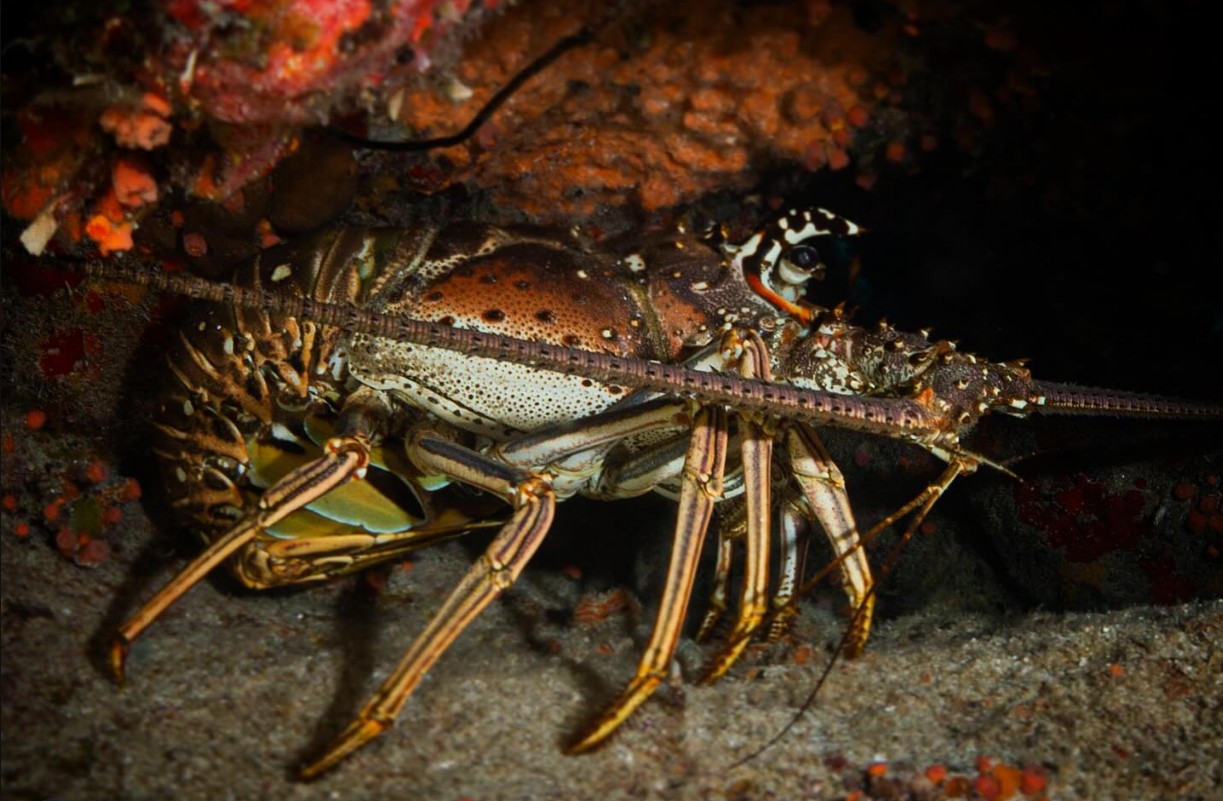 LANGOSTA DEL CARIBE 2026 (3)