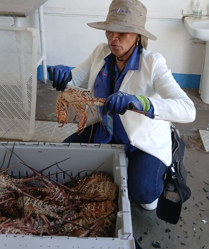 LANGOSTA DEL CARIBE 2026 (4)